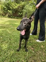 Tiger, a male Dutch Shepherd for sale in Salisbury, NC – Photo 2 of 6