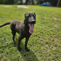Tiger, a male Dutch Shepherd for sale in Salisbury, NC – Photo 5 of 6