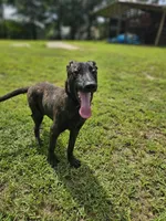 Tiger, a male Dutch Shepherd for sale in Salisbury, NC – Photo 5 of 6