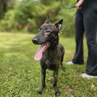 Tiger, a male Dutch Shepherd for sale in Salisbury, NC – Photo 4 of 6