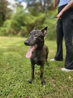 Tiger, a male Dutch Shepherd for sale in Salisbury, NC – Photo 4 of 6