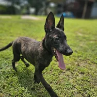 Tiger, a male Dutch Shepherd for sale in Salisbury, NC – Photo 1 of 6