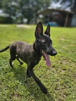 Tiger, a male Dutch Shepherd for sale in Salisbury, NC – Photo 1 of 6