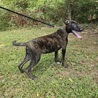 Tiger, a male Dutch Shepherd for sale in Salisbury, NC – Photo 6 of 6