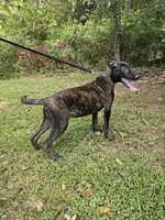 Tiger, a male Dutch Shepherd for sale in Salisbury, NC – Photo 6 of 6