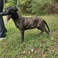 Tiger, a male Dutch Shepherd for sale in Salisbury, NC – Photo 3 of 6