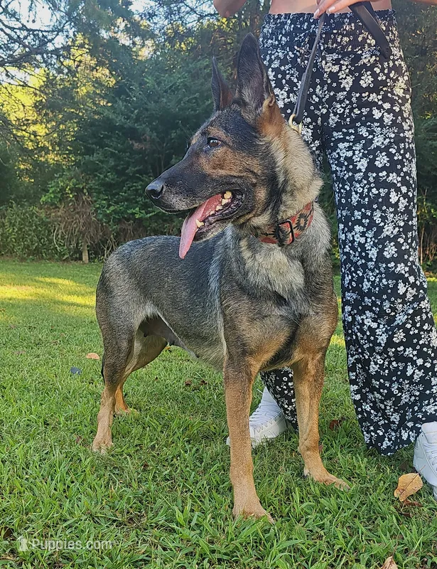 Ashe – German Shepherd Dog puppy for sale in Salisbury, NC