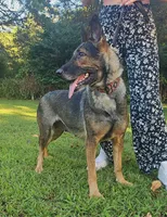 Ashe, a female German Shepherd Dog for sale in Salisbury, NC – 1 of 4
