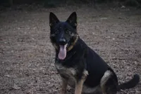 Ozzie, a male German Shepherd Dog for sale in Salisbury, NC – 4 of 5