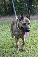 Margo, a female Dutch Shepherd for sale in Salisbury, NC – 6 of 7