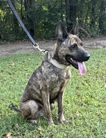 Margo, a female Dutch Shepherd for sale in Salisbury, NC – 5 of 7