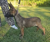 Jinx, a female German Shepherd Dog and Dutch Shepherd for sale in Salisbury, NC – 2 of 6