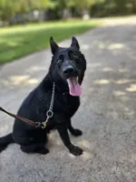Jisha - GiGi, a female German Shepherd Dog for sale in Salisbury, NC – 2 of 7