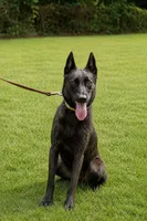 Mia, a female Belgian Malinois and Dutch Shepherd for sale in Salisbury, NC – 1 of 2