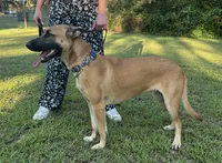 Katie, a female Belgian Malinois for sale in Salisbury, NC – 3 of 6