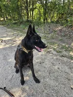 Mia, a female Belgian Malinois and Dutch Shepherd for sale in Salisbury, NC – 4 of 8
