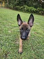 Emma, a female German Shepherd Dog and Dutch Shepherd for sale in Salisbury, NC – 4 of 5