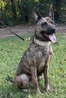 Margo, a female Dutch Shepherd for sale in Salisbury, NC – 3 of 7