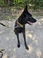 Mia, a female Belgian Malinois and Dutch Shepherd for sale in Salisbury, NC – 7 of 8