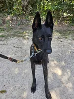 Mia, a female Belgian Malinois and Dutch Shepherd for sale in Salisbury, NC – 5 of 8