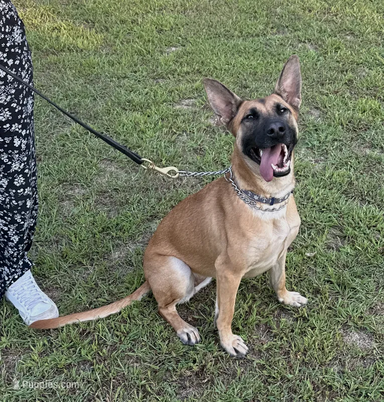 Katie – Belgian Malinois puppy for sale in Salisbury, NC