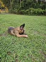 Anna, a female German Shepherd Dog and Dutch Shepherd for sale in Salisbury, NC – 4 of 5
