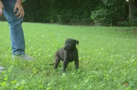 Brynn, a female Dutch Shepherd for sale in Salisbury, NC – 2 of 8