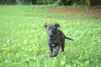 Jinx, a female Dutch Shepherd for sale in Salisbury, NC – 1 of 7