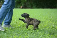 Killian, a male Dutch Shepherd for sale in Salisbury, NC – 4 of 8