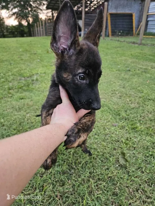 Dax – German Shepherd Dog, Dutch Shepherd puppy for sale in Salisbury, NC