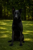 Aries, a male Dutch Shepherd for sale in Salisbury, NC – 1 of 2