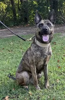 Margo, a female Dutch Shepherd for sale in Salisbury, NC – 7 of 7