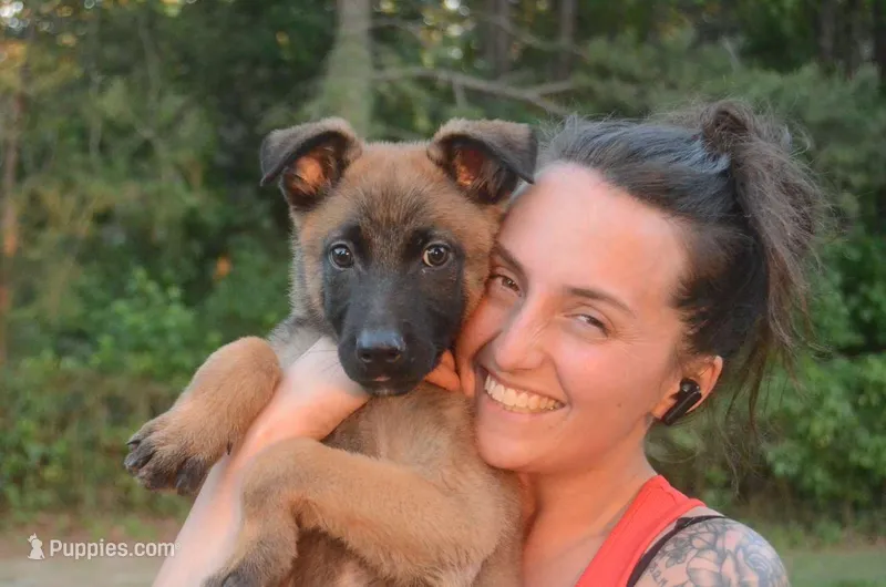 Arlo – German Shepherd Dog, Dutch Shepherd puppy for sale in Salisbury, NC