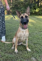Katie, a female Belgian Malinois for sale in Salisbury, NC – 4 of 6