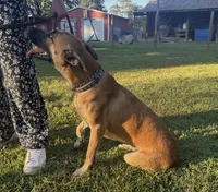 Katie, a female Belgian Malinois for sale in Salisbury, NC – 5 of 6