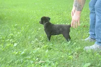 Brynn, a female Dutch Shepherd for sale in Salisbury, NC – 3 of 8