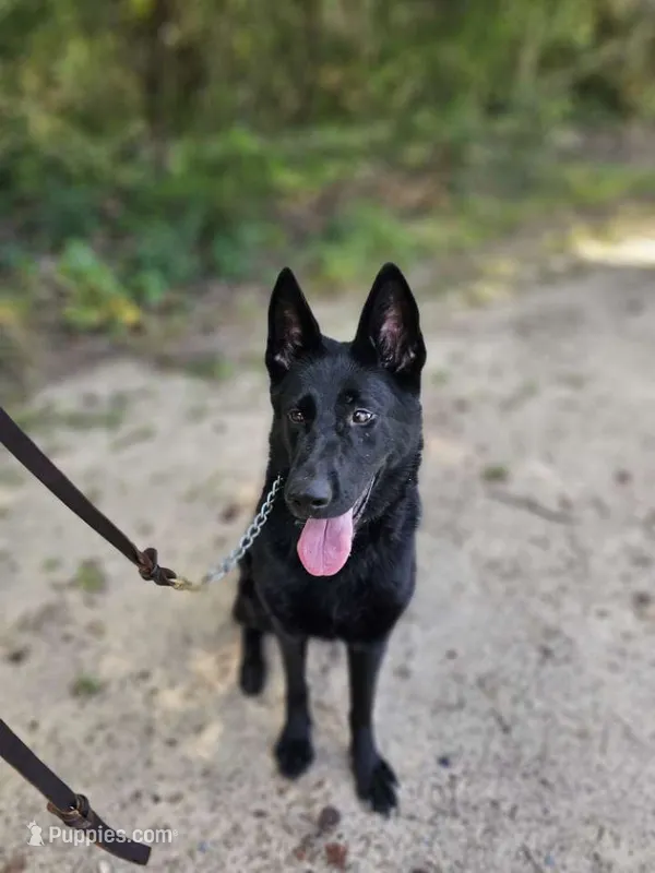 Jisha - GiGi – German Shepherd Dog puppy for sale in Salisbury, NC