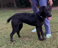 Annabelle, a female Labrador Retriever for sale in Salisbury, NC – 4 of 5