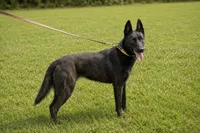 Mia, a female Belgian Malinois and Dutch Shepherd for sale in Salisbury, NC – 2 of 2