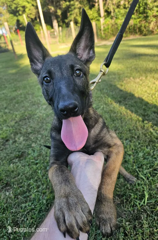 Jinx – German Shepherd Dog, Dutch Shepherd puppy for sale in Salisbury, NC