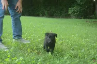 Brynn, a female Dutch Shepherd for sale in Salisbury, NC – 4 of 8