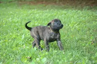 Akela, a male Dutch Shepherd for sale in Salisbury, NC – 3 of 7