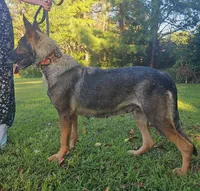 Ashe, a female German Shepherd Dog for sale in Salisbury, NC – 4 of 4