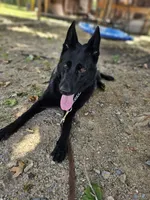Jisha - GiGi, a female German Shepherd Dog for sale in Salisbury, NC – 3 of 7