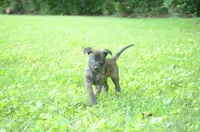 Killian, a male Dutch Shepherd for sale in Salisbury, NC – 3 of 8