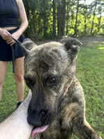 Margo, a female Dutch Shepherd for sale in Salisbury, NC – 2 of 7