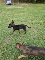 Dax, a male German Shepherd Dog and Dutch Shepherd for sale in Salisbury, NC – 2 of 4