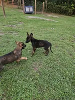 Dax, a male German Shepherd Dog and Dutch Shepherd for sale in Salisbury, NC – 4 of 4