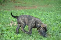 Akela, a male Dutch Shepherd for sale in Salisbury, NC – 1 of 7