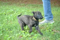 Jinx, a female Dutch Shepherd for sale in Salisbury, NC – 3 of 7